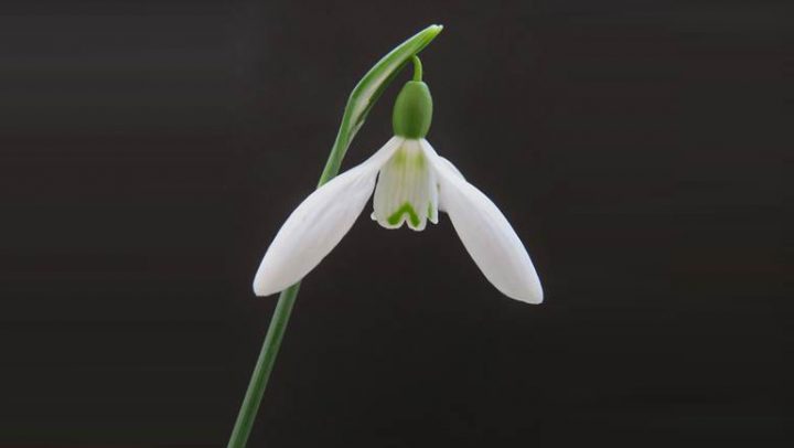 Photograph of Dame Margot Fonteyn Snowdrops